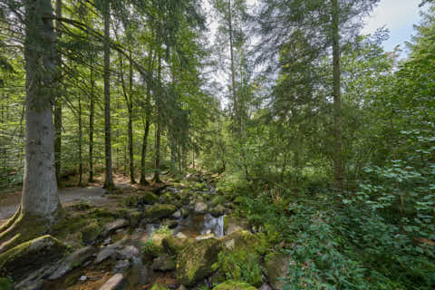 Gemeinde Waldkirchen Landkreis Freyung-Grafenau Saußbachklamm (Dirschl Johann) Deutschland FRG